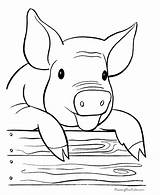 Coloring Farm Pig Pages Printable Sheets Fun Print Kids sketch template