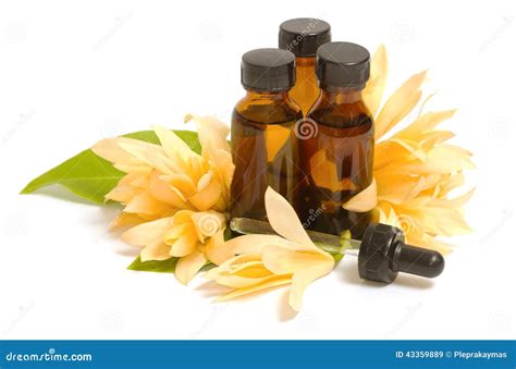 essential aroma oil  champaka flower stock image image