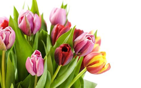 tulips tulips wallpaper  fanpop