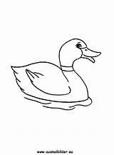 Ente Enten Ausmalbilder Entchen Malvorlagen Tiere sketch template