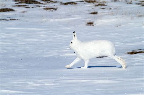 arctic hare hops  distance  washington dc   york city