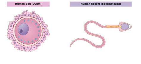 Egg And Sperm Bioninja