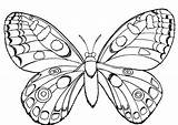 Coloring Butterfly Pages Ladybug sketch template