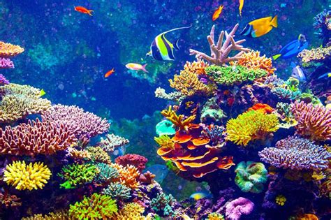 belice recaudo usd  millones  conservacion de arrecifes de coral revista pesca medio