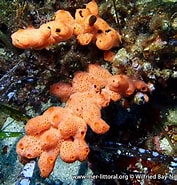 Afbeeldingsresultaten voor "crella Donsi". Grootte: 177 x 185. Bron: www.european-marine-life.org