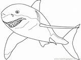 Megalodon Getdrawings Clipartmag Colorful sketch template