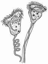 Vorticella Protozoa Bugs Wastewater Domain Public Wampum Stalk Cliparts Characteristics Structure Microscope Foresman Scott Springlike Pearson Wikimedia Commons Showing Via sketch template