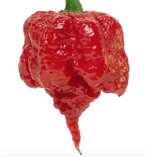 what are the spiciest peppers in the world small axe peppers