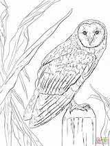Owl Coloring Pages Barn Realistic Printable Animals Nocturnal Color Owls Drawing Colouring Flying Animal Kids Print Adult Supercoloring Sheets Eared sketch template