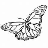 Papillon Gratuit Monarque Pochoir sketch template
