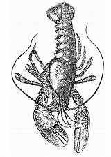 Lobster Coloring Getdrawings Claw Drawing sketch template