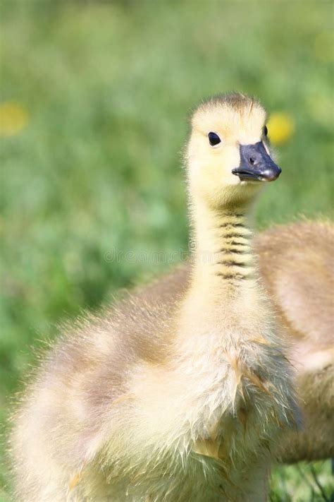 baby goose stock image image  grass space bird fussy