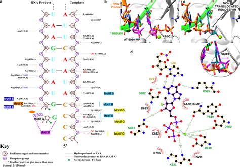 structural basis  inhibition   sars   polymerase complex   scientific