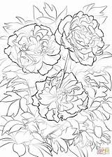 Coloring Peony Moutan Tree Pages Colorier Coloriage Printable Pivoine Supercoloring Fleur Drawing Dessin Imprimer Coloriages Mandala Enregistrée Depuis sketch template