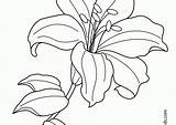 Lily Flower Line Drawing Coloring Pages Easter Tiger Getdrawings Lilies Flowers Printable Water Exotic Neo sketch template