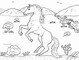 Cavalo Cavalos Onlinecursosgratuitos Baixar Gratuitos Cursos Selvagens Aqui sketch template
