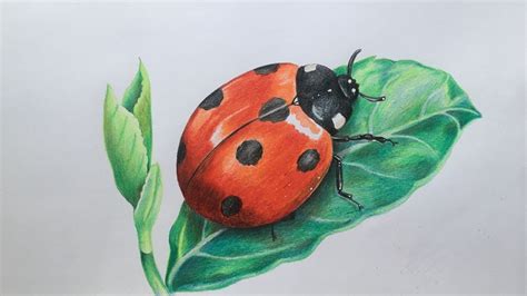 draw  ladybug feketerdo