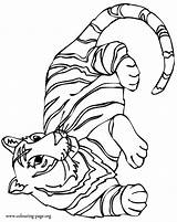 Tiger Coloring Pages Tigers Baby Detroit Big Colouring Wild Tigger Printable Stripes Cat Drawing Pooh Resting Color Cartoon Cliparts Cub sketch template