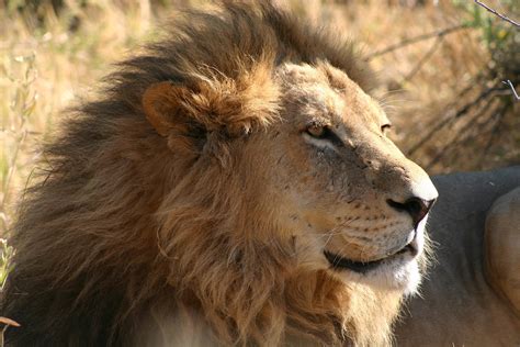 afrikaanse leeuw dieren van dierenrijk de familiedierentuin