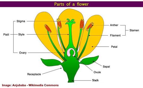 parts of flower and plant pistil sepal stamen and more with diagrams