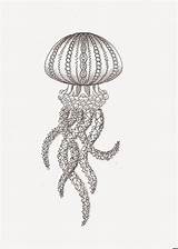 Jellyfish Zentangle Kwok Ben Efie Ik Kwallen sketch template