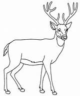 Deer Coloring Pages Outline Whitetail Face Drawing Tailed Color Getcolorings Getdrawings Printable sketch template
