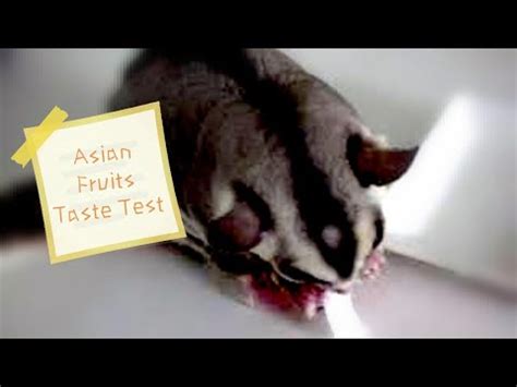 sugar glider asian fruits taste test youtube