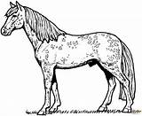 Coloring Horse Appaloosa Pages Printable Silhouettes Dots sketch template