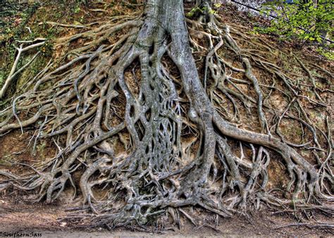 oak tree  tree  roots  pinterest