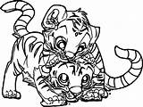 Cub Cubs Clipartmag sketch template