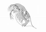 Microbes Fanciful Daphnia Delaney Crustaceans Aquatic sketch template