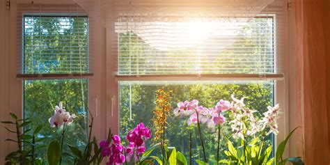 indoor blooming plants   easy  maintain