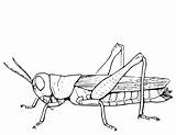 Grasshopper Sauterelle Coloring Insect Locust Hopper Clipartkey Saltamontes Consumer Coloriages Dibujos Jing Pngitem 410kb 132kb sketch template
