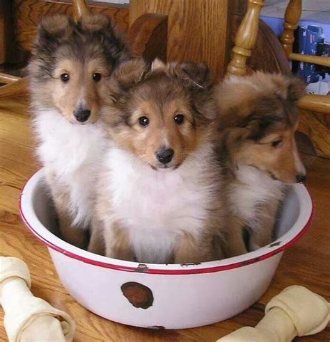 miniature collies cute dogs collie puppies cute animals