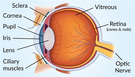 vision  eye diagram