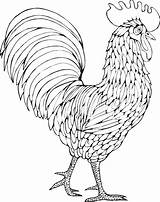 Rooster Colorear Hahn Chickens Gallinas Poule Roosters Coq Tole Croquis Gallo Ausmalen sketch template