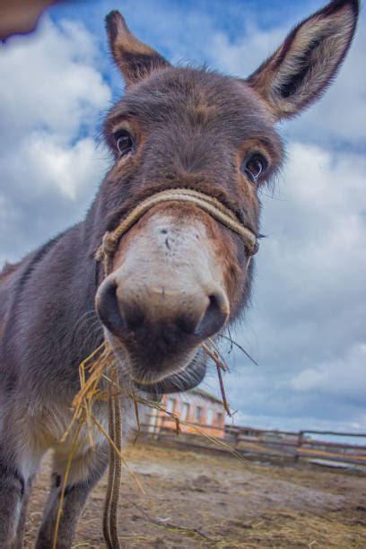 stubborn donkey stock  pictures royalty  images istock