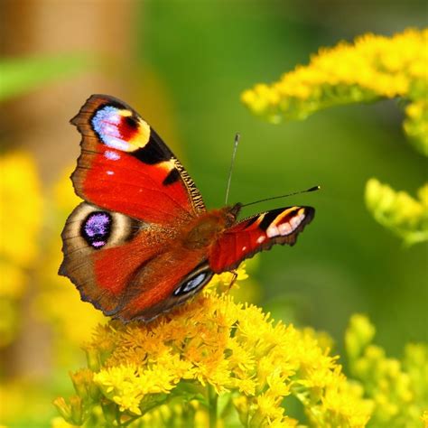 butterflys wings  colorful science abc