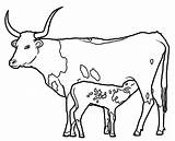 Cow Coloring Longhorn Cattle Pages Baby Sheet Farm Drawing Bull Kids Clipart Longhorns Cliparts Texas Animal Stuff Clipartbest Library Clip sketch template