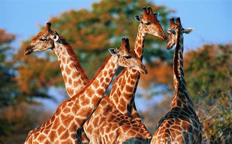 giraffes wallpapers  images