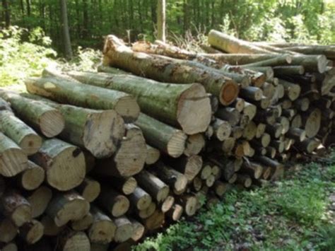 drieweg kogelkraan openhaardhout stammen te koop