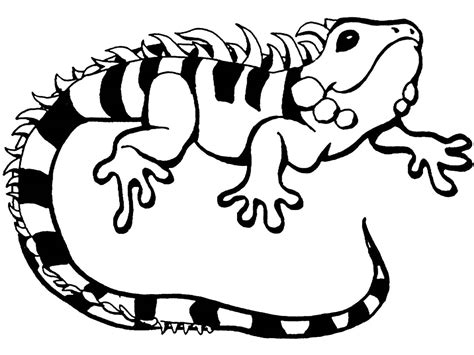 iguana coloring pages    print