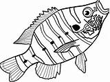 Adults Predator Striped Delicious Largemouth Clipartmag Getdrawings sketch template