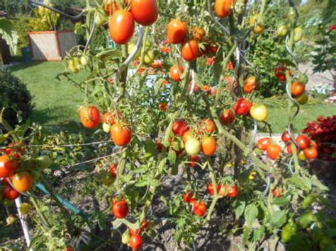 de berao rot freilandtomate tomate sehr alte sorte hochwachsend samen