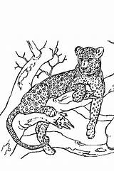 Panter Ausmalbilder Tijger Panthere Animaatjes Colorier Malvorlage Tiere Malvorlagen1001 sketch template