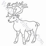 Coloring Caribou Pages Click sketch template