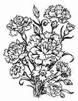 Flower Coloring Carnation Pages Printable Colouring Carnations Drawings Digital Two Choose Board Getcolorings Getdrawings Print Drawing Blue sketch template