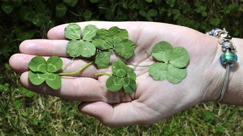 what are the odds woman finds 21 four leaf clovers in her front yard