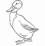 Duck Mallard Coloring Pages Drawing Walking Forward Color Printable Template Getcolorings Flapping Wings Her Print Getdrawings sketch template