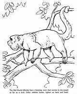 Howler Monkeys Rica Rainforest Designlooter sketch template